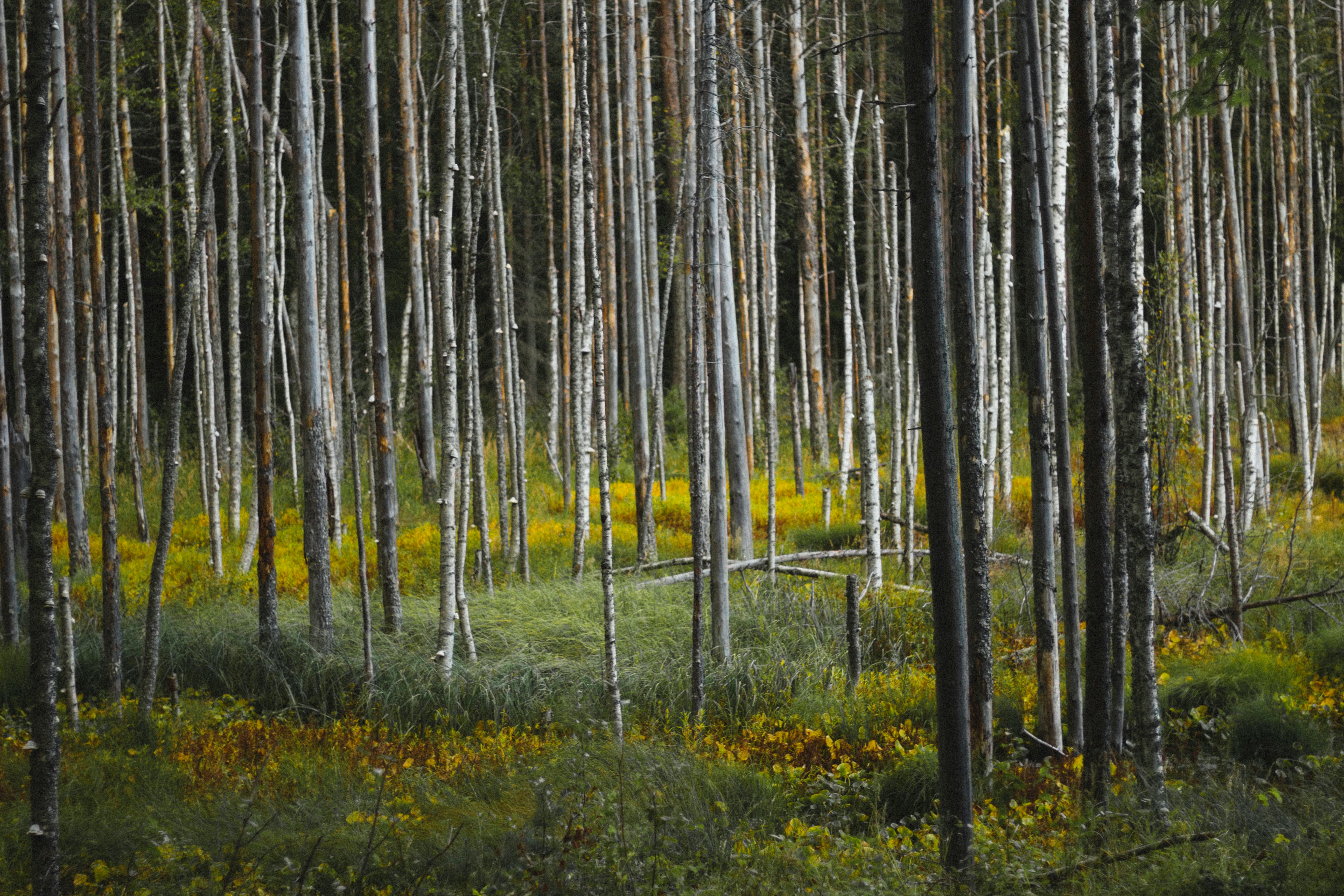 Lapponia svedese — 5